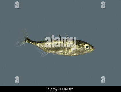 Gasterosteus Aculeatus Dreistachliger kommen Stichling- Stockfoto