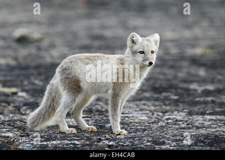 Polarfuchs (Vulpes Lagopus) im Sommerfell, Spitzbergen, Norwegen Stockfoto