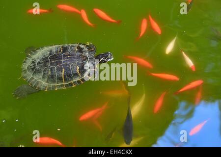 Italien, Ventimiglia, Cap Mortola in der Nähe von Menton in Frankreich, Villa Hanbury-Gärten (Giardini Botanici Hanbury), Wasser, Schildkröte und Rotbarsch Stockfoto