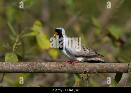 Namaqua Taube (Oena Capensis) Stockfoto