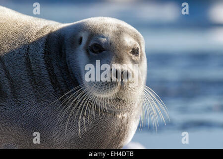 Bärtige Dichtung / Square Flipper Siegel (Erignathus Barbatus) zu schließen, Porträt, Spitzbergen, Norwegen Stockfoto