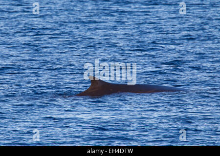 Finnwal / Finnwale whale / Razorback / gemeinsame Rorqual (Balaenoptera Physalus) auftauchen und zeigen backswept Rückenflosse Stockfoto