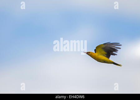 Eurasische Pirol (Oriolus Oriolus), Männchen im Flug Stockfoto