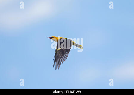 Eurasische Pirol (Oriolus Oriolus), Männchen im Flug Stockfoto