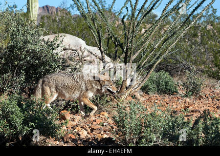 Kojote (Canis Latrans), Arizona Stockfoto