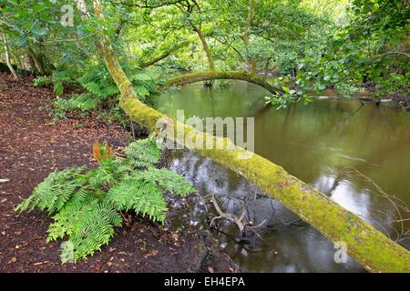 Frankreich, Landes, der Mündung des national Nature Reserve Courant Huchet, Farn, (Osmunda Regalis) Stockfoto