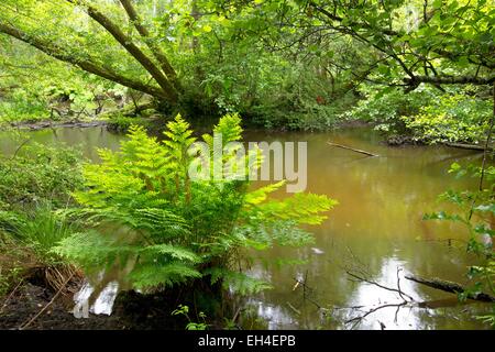 Frankreich, Landes, der Mündung des national Nature Reserve Courant Huchet, Farn, (Osmunda Regalis) Stockfoto