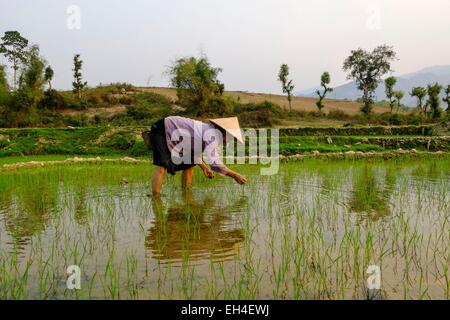 Vietnam, Son La Provinz, Phu Yen, Transplantation von jungen Reis Stockfoto