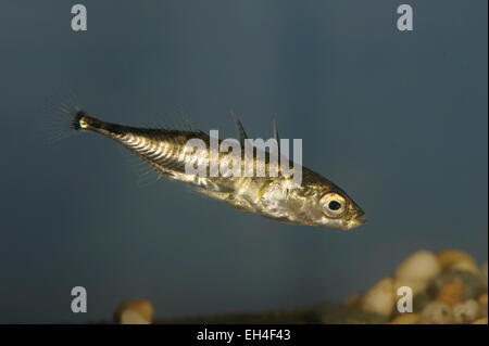 Gasterosteus Aculeatus Dreistachliger kommen Stichling- Stockfoto