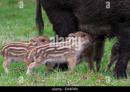 Wildschwein (Sus Scrofa) Sau Ferkel im Frühjahr Spanferkel Stockfoto