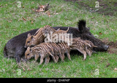 Wildschwein (Sus Scrofa) Sau Ferkel im Frühjahr Spanferkel Stockfoto