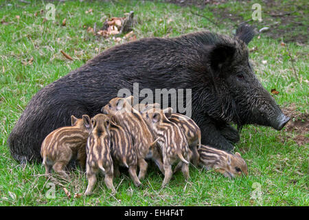 Wildschwein (Sus Scrofa) Sau Ferkel im Frühjahr Spanferkel Stockfoto