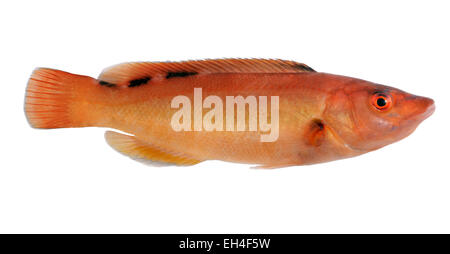 Kuckuck Lippfisch - Labrus mixtus Stockfoto