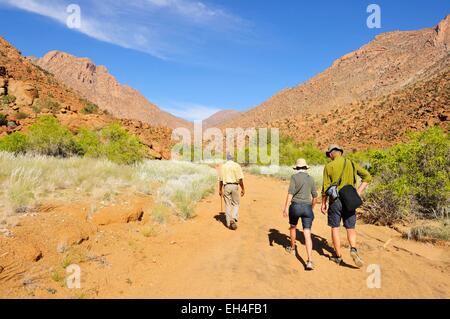 Namibia, Erongo Region, Damaraland, Brandberg, Touristen, die Tsisabschlucht-Schlucht-Tal Stockfoto