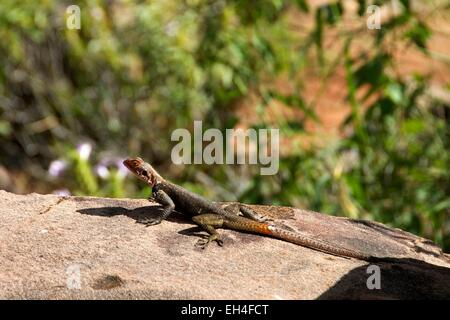 Namibia, Damaraland Region Grootberg, Namibia Rock Agama (Agama Planiceps) Stockfoto