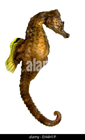 Kurz-snouted Seepferdchen - Hippocampus hippocampus Stockfoto