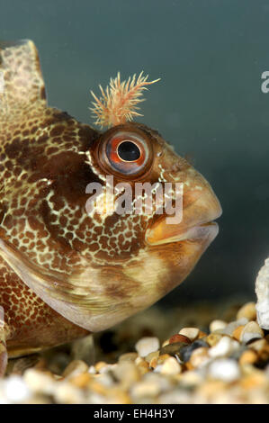 Tompot Blenny - Parablennius gattorugine Stockfoto