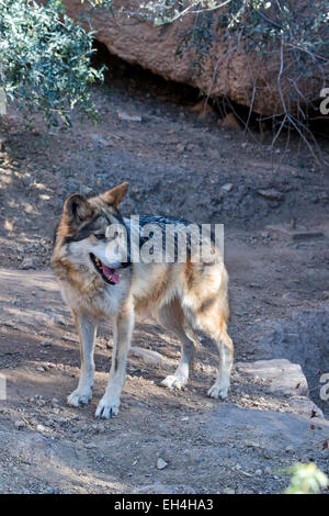 Mexikanischer Wolf (Canis Lupus Baileyi) Stockfoto