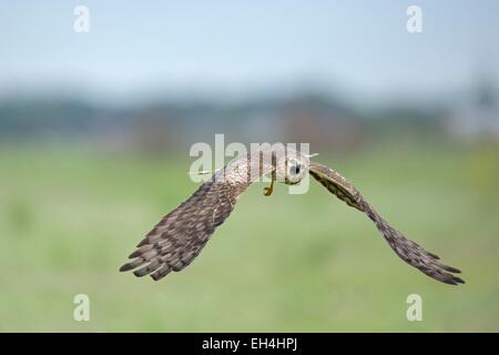 Frankreich, Vendee, Noirmoutier, Montagu Harrier (Circus Pygargus) weiblich Stockfoto