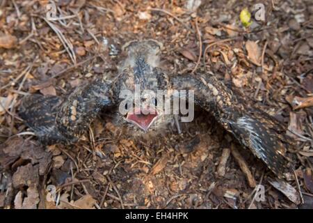 Frankreich, Vendee, Notre Dame de Monts, Europäische Ziegenmelker (Caprimulgus Europaeus), junge Stockfoto