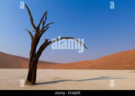 Namibia, Hardap Region, Wüste Namib, Namib Naukluft Nationalpark, Namib Sandmeer Weltkulturerbe von UNESCO, in der Nähe von Sossusvlei, Dead Vlei Stockfoto