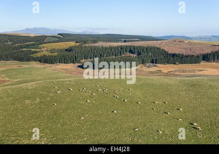 Frankreich, Puy de Dome, La Godivelle, Parc Naturel Regional des Vulkane d ' Auvergne (natürlichen regionalen Park der Vulkane d ' Auvergne), Herde von Aubrac Kühe in Cezallier (Luftbild) Stockfoto