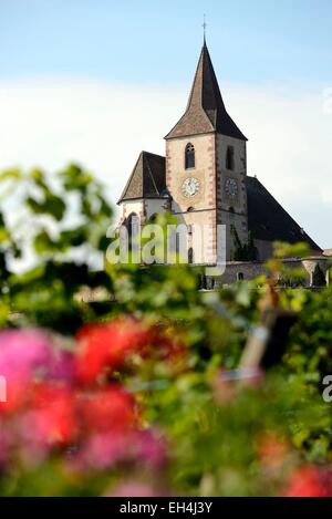 Frankreich, Haut Rhin Hunawihr, gekennzeichnet Les Plus Beaux Dörfer de France (die schönsten Dörfer Frankreichs), Saint Jacques le Majeur Kirche im the14th Jahrhundert befestigte Stockfoto