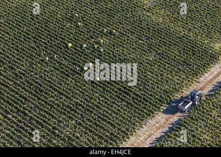Frankreich, Gironde, Cantenac, Weinleser in Margaux Weinbergen (Luftbild) Stockfoto