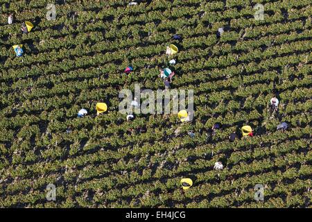 Frankreich, Gironde, Cantenac, Weinleser in Margaux Weinbergen (Luftbild) Stockfoto