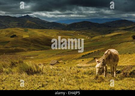 Ecuador, Cotopaxi, Tigua, bergige Landschaft der Anden unter Gewitterhimmel mit einem Esel im Vordergrund in einem Feld Stockfoto