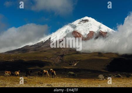 Ecuador, Cotopaxi, Cotopaxi Nationalpark, Wildpferde in den umliegenden Steppen des schneebedeckten Vulkans Cotopaxi Stockfoto