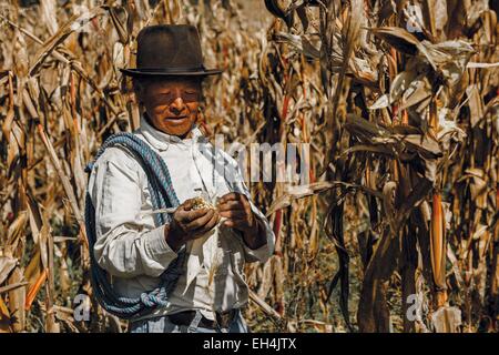 Ecuador, Imbabura, Chilcapamba, Porträt von einem ecuadorianischen Bauern in seinem Maisfeld bei der Ernte Stockfoto