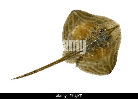 Kleine Augen Ray - Raja microocellata Stockfoto