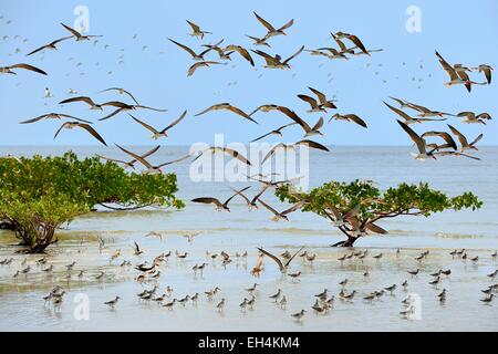 Gabun, Provinz Estuaire, Nationalpark Akanda, schwarz Skimmer (Rynchops Niger) in der küstennahe zone Stockfoto