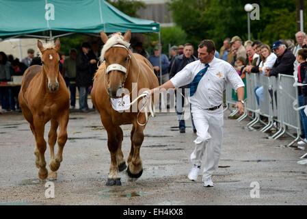 Frankreich, Haute Saone Jussey, landwirtschaftliche Messe, Abteilungs-Wettbewerb Comtois Pferde in 2014, Stute und Fohlen der Jury im Trab Stockfoto