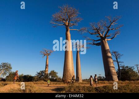 Madagaskar, Menabe Region, Morondava, Allee der Baobabs, Grandidiers Baobabs (Affenbrotbäume Grandidieri) Stockfoto