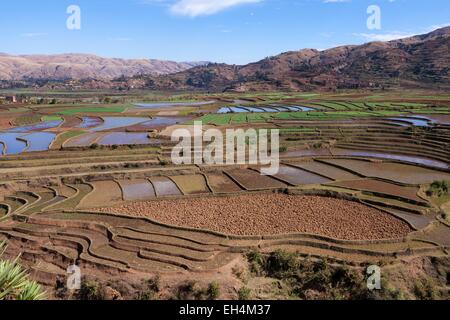 Madagaskar, Vakinankaratra Region, Betafo, Reisfelder Stockfoto