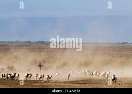 Kenia, Lake Magadi, Masai Rinder und eine junge Masai Stockfoto