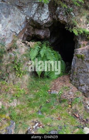 Eingang zum Hafna Mine, Hafna Blei-Mine, Gwydir Wald, Snowdonia-Nationalpark, Conwy, Wales, Vereinigtes Königreich. Stockfoto