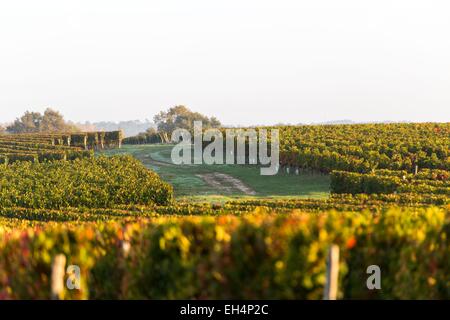 Frankreich, Gironde, Saint Aubin de Blaye, Weinberg und Landschaft rund um das Dorf Stockfoto