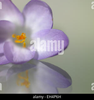 Krokus Blüte auf Glas Stockfoto