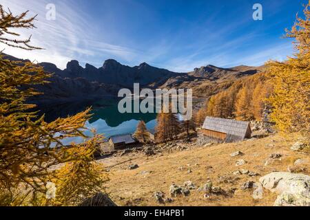 Frankreich, Alpes de Haute Provence, Parc National du Mercantour (Nationalpark Mercantour) Haut Verdon, Lärchen von See Allos (2 228m) im Herbst, im Hintergrund der imposanten Türme aus Steinzeug von Annot Stockfoto