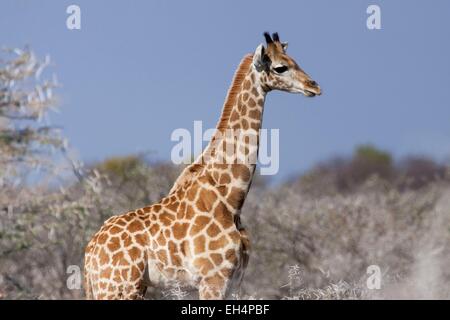 Namibia, Oshikoto Region, Etosha Nationalpark, Baby-Giraffe (Giraffa Giraffe) Stockfoto