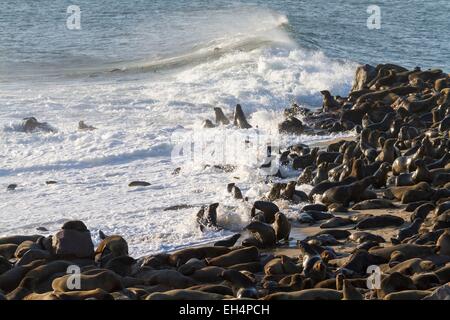 Namibia, Erongo Region, Cape Cross Seal Reserve, Robben Kolonie (Arctocephalus percivali) Stockfoto