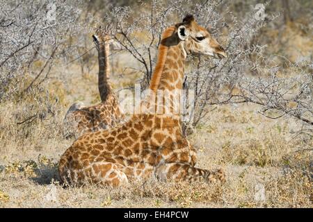Namibia, Oshikoto Region, Etosha Nationalpark, Baby-Giraffe (Giraffa Giraffe) Stockfoto