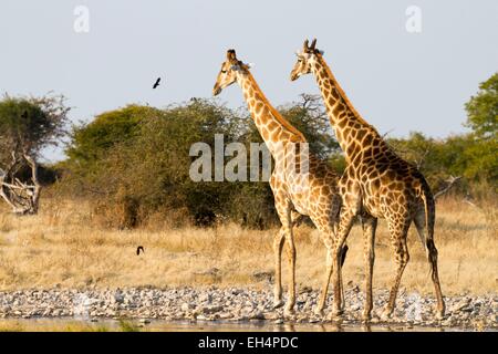 Namibia, Oshikoto Region, Etosha Nationalpark, Giraffen (Giraffa Giraffe) am Wasserloch Stockfoto