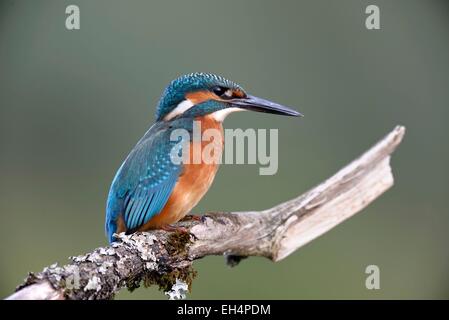 Frankreich, Doubs, Brognard, Eisvogel (Alcedo Atthis) Juvenile auf einem Ast, auf der Suche Stockfoto