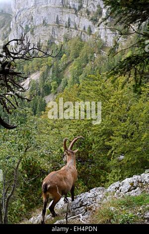 Schweiz, Kanton Neuenburg, Creux du Van, Ibex spielen in den Felsen Stockfoto