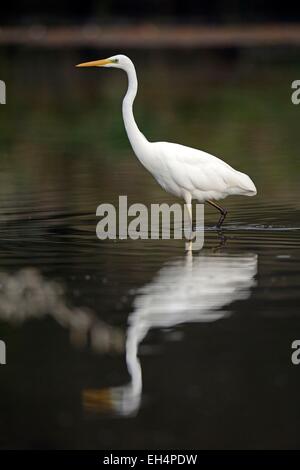 Frankreich, Doubs, Brognard, Naturschutzgebiet von Allan, Silberreiher (Ardea Alba) Stockfoto