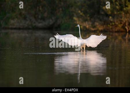 Frankreich, Doubs, Brognard, Naturschutzgebiet von Allan, Silberreiher (Ardea Alba) jagt ein Fisch Stockfoto